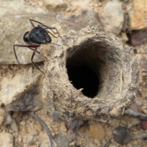 Camponotus intrepidus at Kanangra-Boyd National Park - 29 Mar 2019