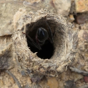 Camponotus intrepidus at Kanangra-Boyd National Park - 29 Mar 2019 12:08 PM