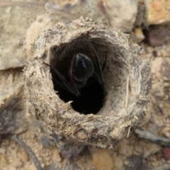 Camponotus intrepidus at Kanangra-Boyd National Park - 29 Mar 2019