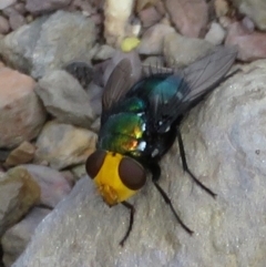 Amenia sp. (genus) (Yellow-headed Blowfly) at Wollondilly Local Government Area - 28 Mar 2019 by RobParnell