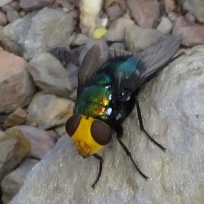 Amenia sp. (genus) (Yellow-headed Blowfly) at Blue Mountains National Park, NSW - 28 Mar 2019 by RobParnell