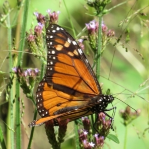 Danaus plexippus at Blue Mountains National Park - 28 Mar 2019