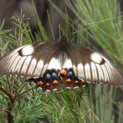 Papilio aegeus (Orchard Swallowtail, Large Citrus Butterfly) at Wollondilly Local Government Area - 29 Mar 2019 by RobParnell