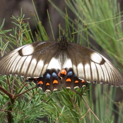 Papilio aegeus (Orchard Swallowtail, Large Citrus Butterfly) at Wollondilly Local Government Area - 29 Mar 2019 by RobParnell