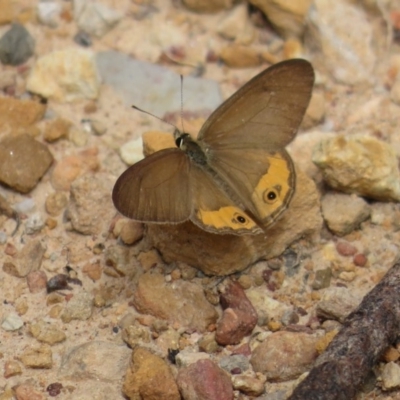 Hypocysta pseudirius (Grey Ringlet, Dingy Ringlet) at Wollondilly Local Government Area - 29 Mar 2019 by RobParnell