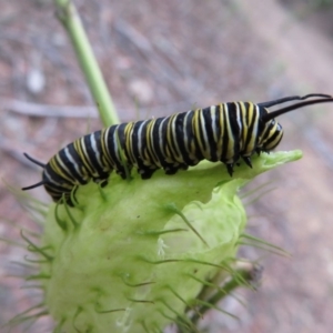 Danaus plexippus at Blue Mountains National Park - 29 Mar 2019