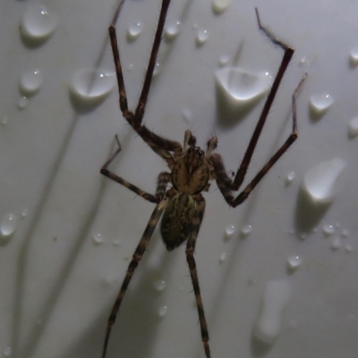 Stiphidiidae (family) (Platform or Sheetweb spider) at Narrabundah, ACT - 18 May 2019 by RobParnell