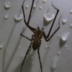 Stiphidiidae sp. (family) (Platform or Sheetweb spider) at Narrabundah, ACT - 18 May 2019 by RobParnell