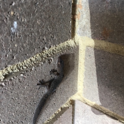 Christinus marmoratus (Southern Marbled Gecko) at Wanniassa, ACT - 18 May 2019 by jksmits