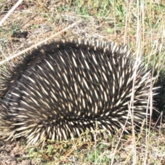 Tachyglossus aculeatus (Short-beaked Echidna) at Molonglo River Reserve - 18 May 2019 by Kurt