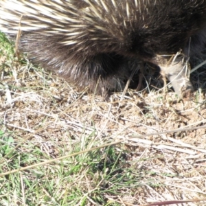 Tachyglossus aculeatus at Molonglo River Reserve - 18 May 2019