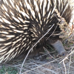 Tachyglossus aculeatus at Molonglo River Reserve - 18 May 2019