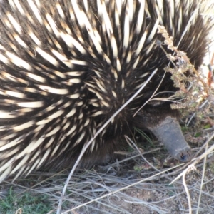 Tachyglossus aculeatus at Molonglo River Reserve - 18 May 2019 12:02 PM