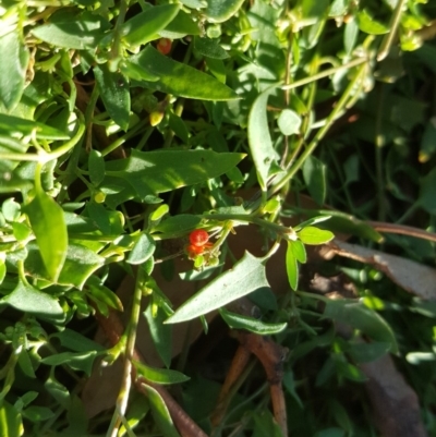 Einadia nutans subsp. nutans (Climbing Saltbush) at Callum Brae - 18 May 2019 by Mike