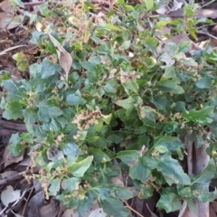 Chenopodium glaucum (Glaucous Goosefoot) at Callum Brae - 18 May 2019 by Mike