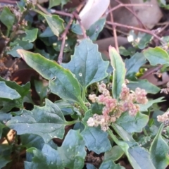 Chenopodium glaucum at Symonston, ACT - 18 May 2019 03:18 PM