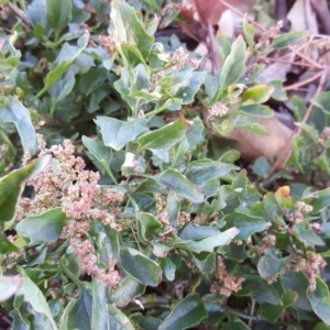 Chenopodium glaucum at Symonston, ACT - 18 May 2019 03:18 PM