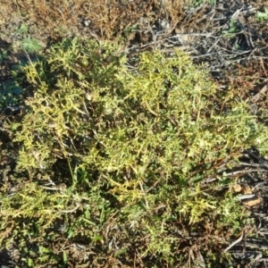 Solanum triflorum at Jerrabomberra, ACT - 18 May 2019