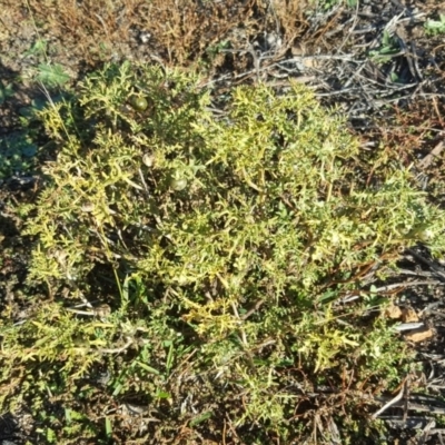 Solanum triflorum (Three-flowered Nightshade) at Callum Brae - 18 May 2019 by Mike