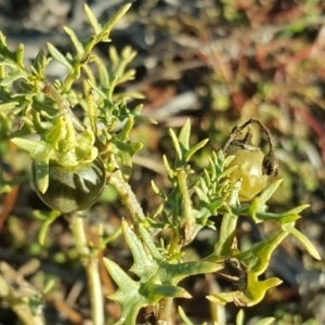 Solanum triflorum at Jerrabomberra, ACT - 18 May 2019