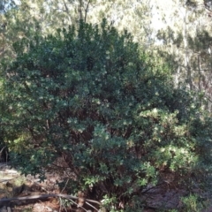 Arbutus unedo (Strawberry Tree) at Isaacs, ACT - 17 May 2019 by Mike