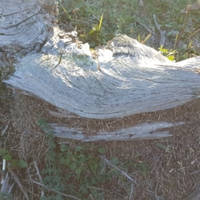 Papyrius nitidus (Shining Coconut Ant) at Callum Brae - 18 May 2019 by Mike