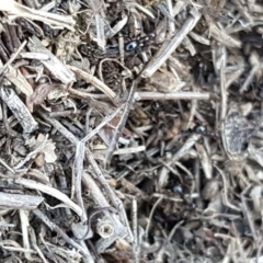 Papyrius nitidus at Symonston, ACT - suppressed