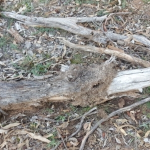 Papyrius nitidus at Symonston, ACT - 18 May 2019