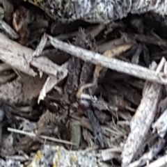 Papyrius nitidus at Symonston, ACT - 18 May 2019