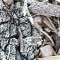 Papyrius nitidus at Symonston, ACT - 18 May 2019