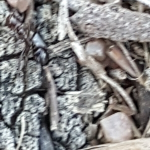 Papyrius nitidus at Symonston, ACT - 18 May 2019