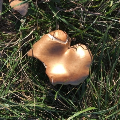 zz agaric (stem; gills not white/cream) at Red Hill to Yarralumla Creek - 16 May 2019 by LisaH