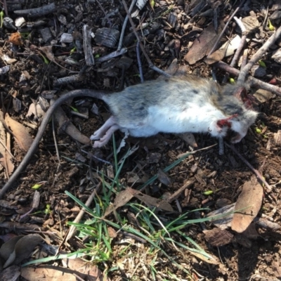 Rattus rattus (Black Rat) at Hughes Grassy Woodland - 16 May 2019 by LisaH