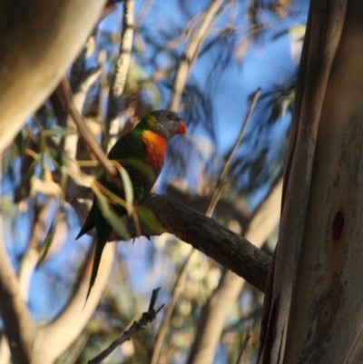 Trichoglossus moluccanus (Rainbow Lorikeet) at Red Hill to Yarralumla Creek - 18 May 2019 by LisaH