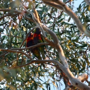 Trichoglossus moluccanus at Hughes, ACT - 18 May 2019 07:15 PM