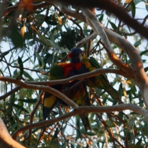 Trichoglossus moluccanus at Hughes, ACT - 18 May 2019