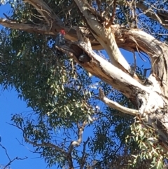 Callocephalon fimbriatum (Gang-gang Cockatoo) at Red Hill to Yarralumla Creek - 18 May 2019 by KL