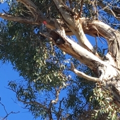 Callocephalon fimbriatum (Gang-gang Cockatoo) at GG38 - 18 May 2019 by KL