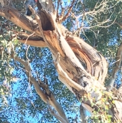 Callocephalon fimbriatum at Hughes, ACT - suppressed