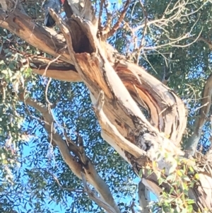 Callocephalon fimbriatum at Hughes, ACT - 18 May 2019