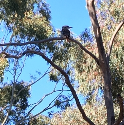 Dacelo novaeguineae (Laughing Kookaburra) at Hughes, ACT - 18 May 2019 by KL