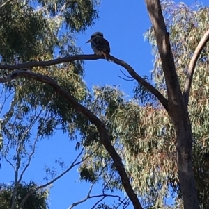 Dacelo novaeguineae at Hughes, ACT - 18 May 2019