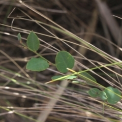 Bossiaea prostrata (Creeping Bossiaea) at Gundaroo, NSW - 23 Mar 2019 by MaartjeSevenster