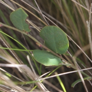 Bossiaea prostrata at Gundaroo, NSW - 23 Mar 2019