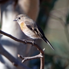 Petroica boodang at Paddys River, ACT - 18 May 2019