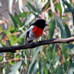 Petroica boodang at Paddys River, ACT - 18 May 2019