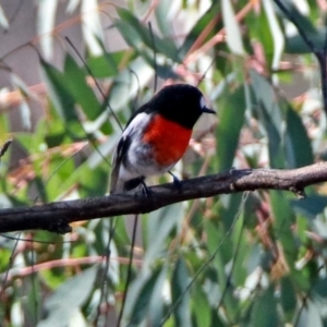 Petroica boodang at Paddys River, ACT - 18 May 2019