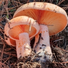 Lactarius deliciosus (Saffron Milkcap) at Denman Prospect, ACT - 18 May 2019 by AaronClausen