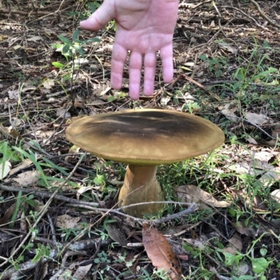 Phlebopus marginatus (Giant Bolete) at Merimbula, NSW - 17 May 2019 by JenniKaye