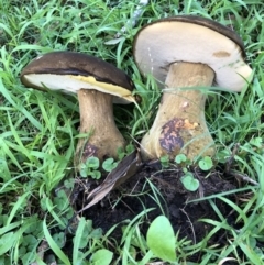 Phlebopus marginatus at Merimbula, NSW - 17 May 2019